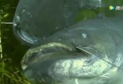 韩国鲶鱼爆料视频大全在线观看,揭秘娱乐圈幕后真相